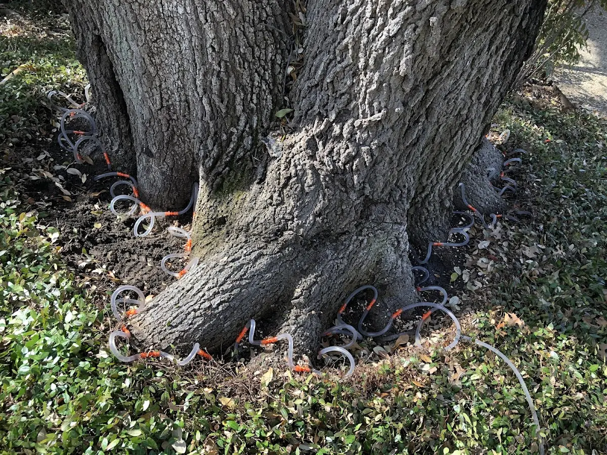 Detailed Tree Cabling and Bracing job site in Altair