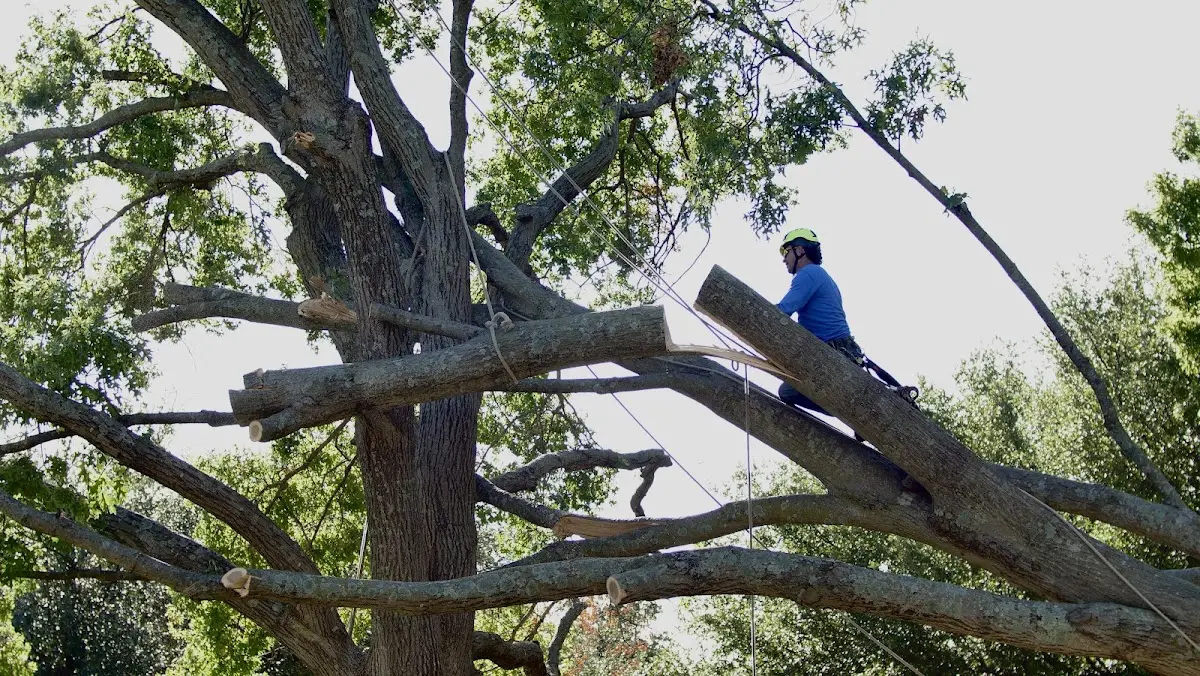 Professional Crown Thinning performed by certified arborists in Altair