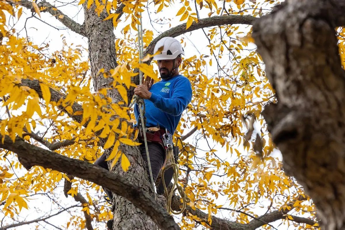 Skilled Tree Planing crew working in Altair